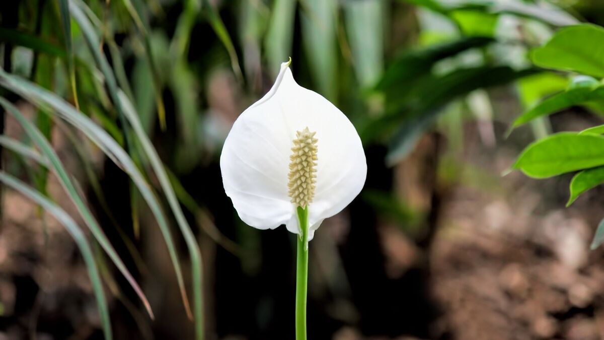 Flor branca de um lírio-da-paz.