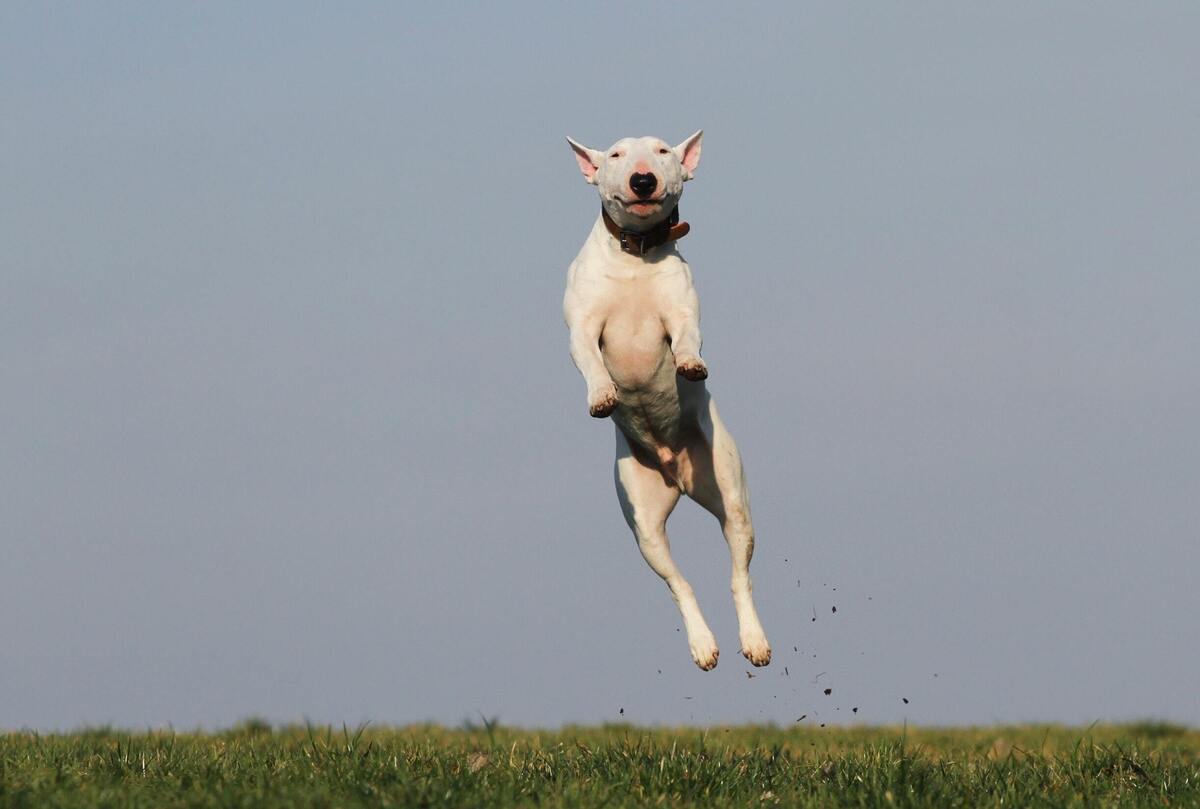 Cachorro pulando. 