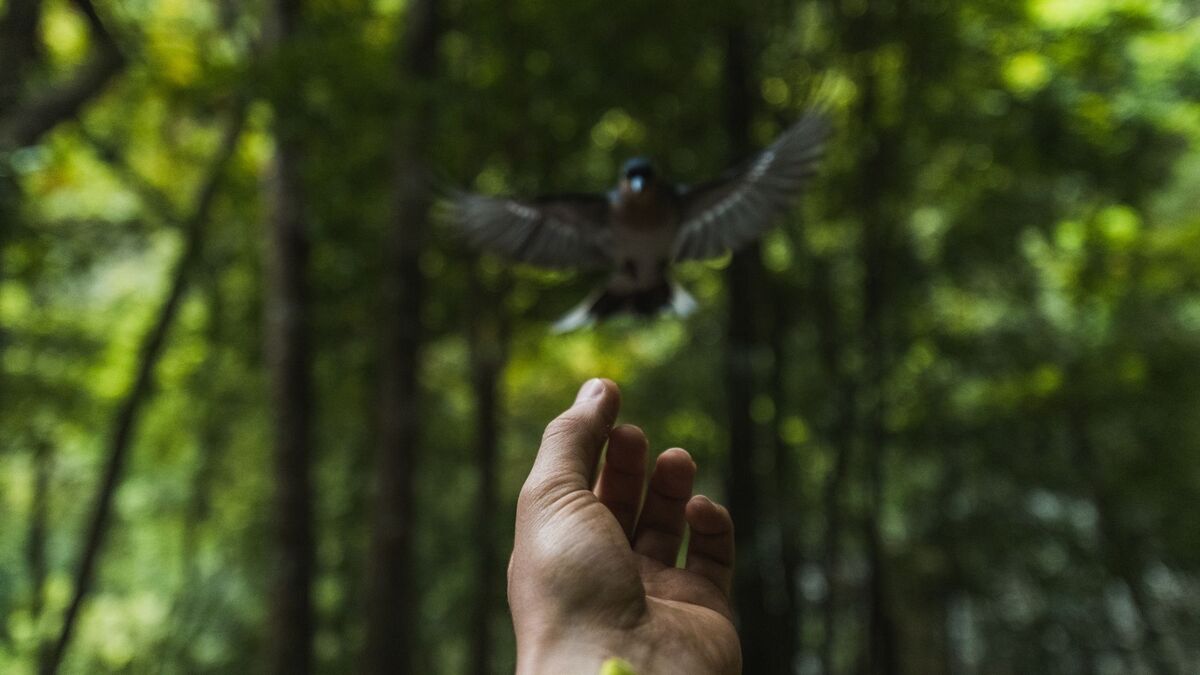 Pássaro chegando na mão de alguém.