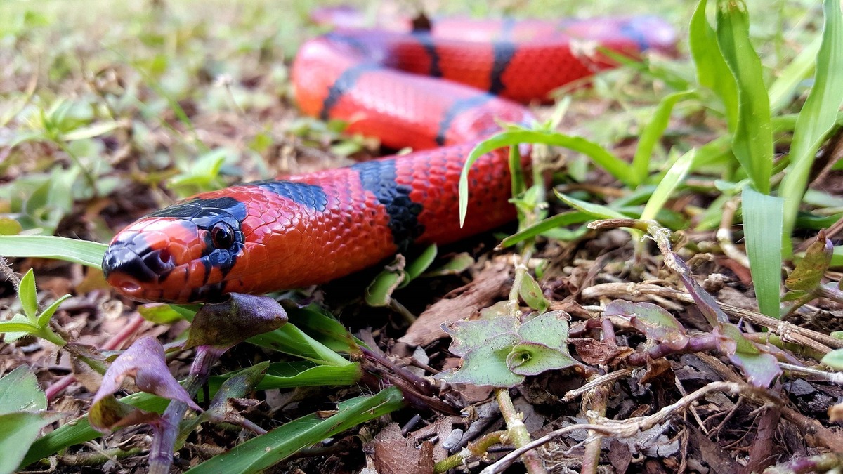 Cobra vermelha com listras pretas rastejando pelo gramado. 