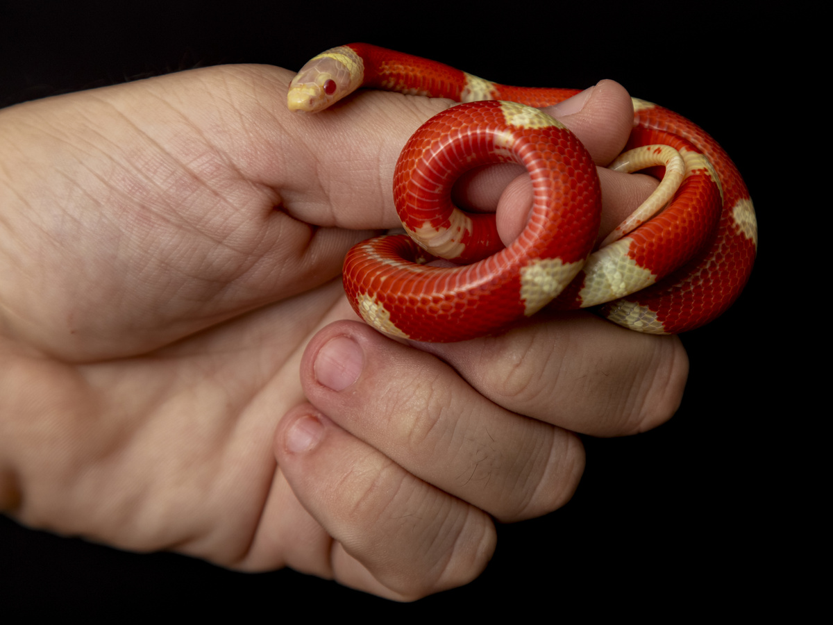 Pequena cobra vermelha com listras brancas, enrolada em mão de pessoa, demonstrando ser mansa.