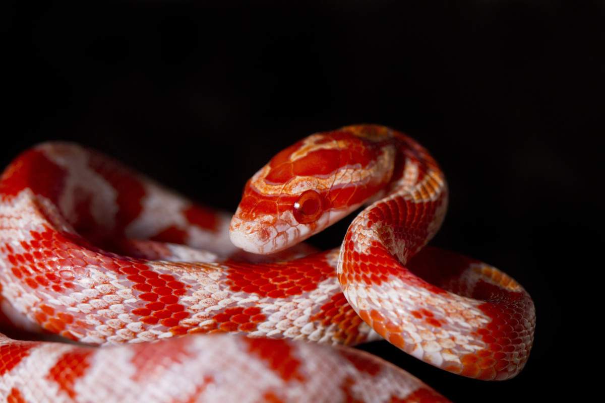 Imagem aproximada de cobra vermelha de listras brancas. 