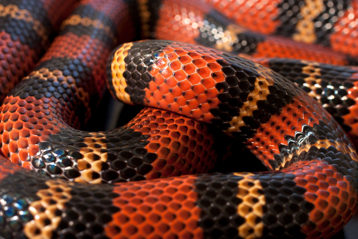 Imagem aproximada de corpo de cobra vermelha de listras amarelas e pretas.