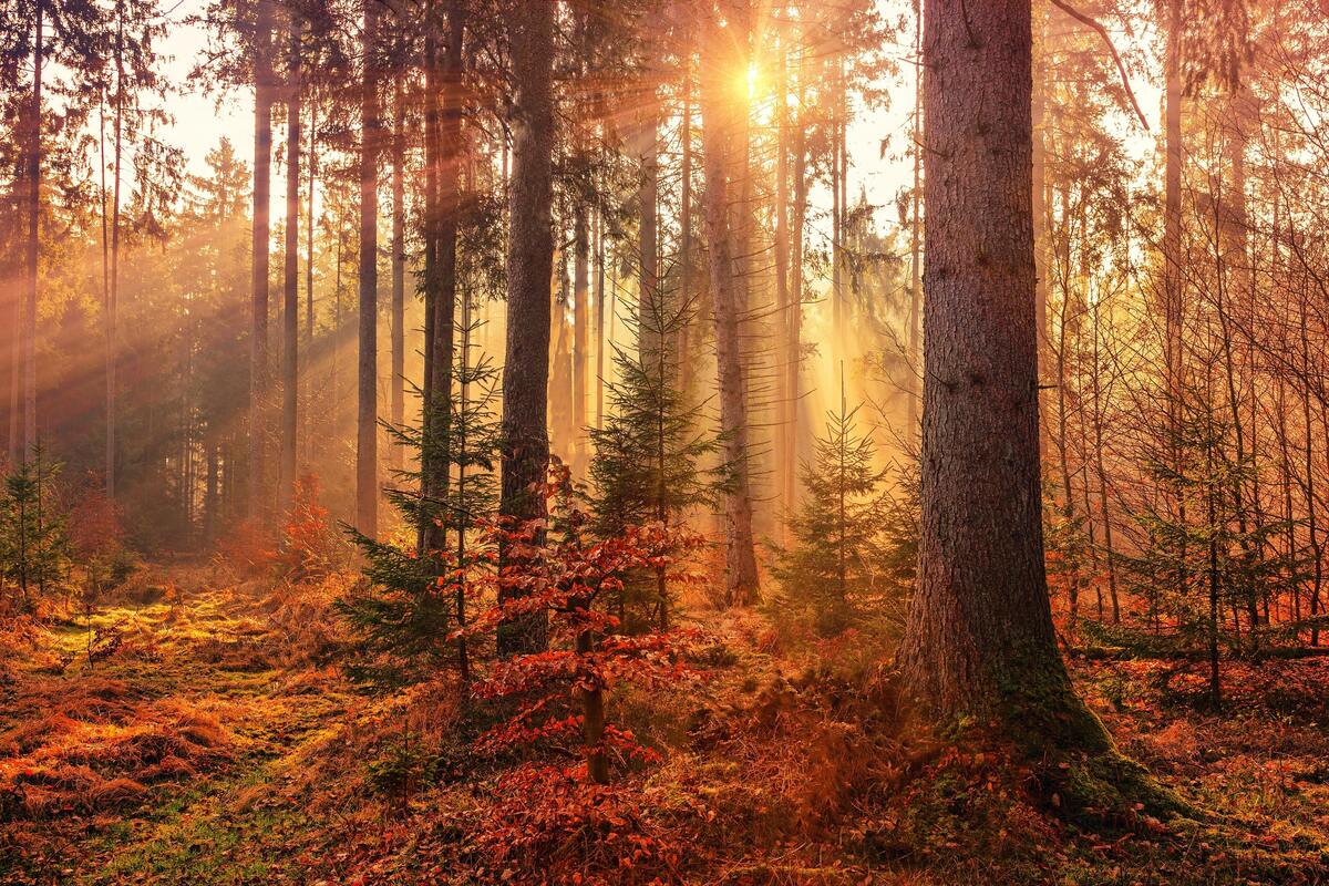 Floresta iluminada pelo sol durante o outono