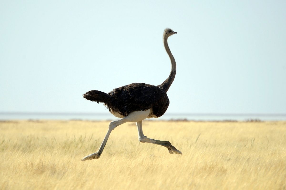 Avestruz adulto correndo.