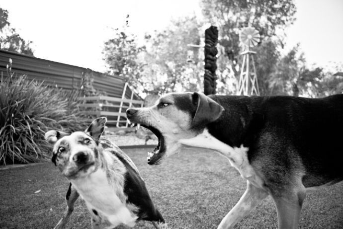 Cachorro latindo para outro em preto e branco