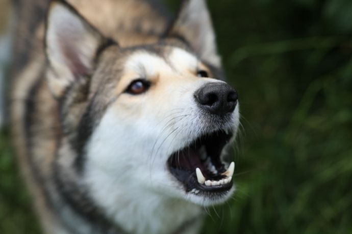 Imagem de rosto de cachorro latindo 