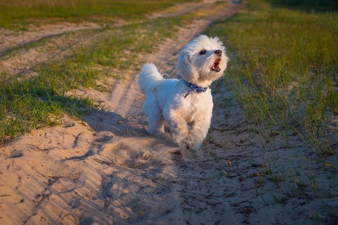 Cachorro na areia latindo