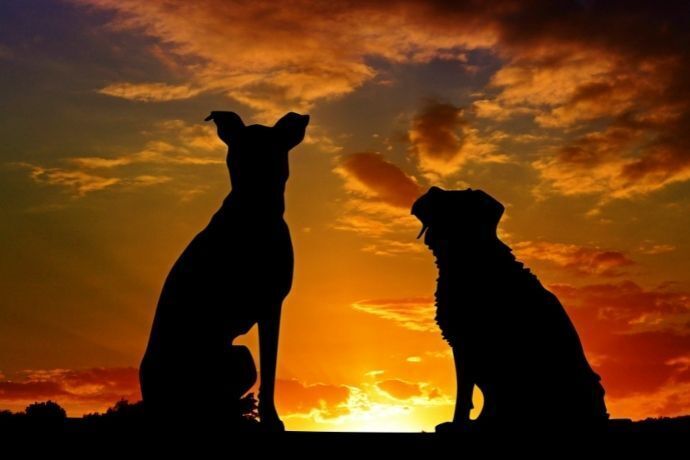 Sombra de dois cachorros sentados no pôr do sol