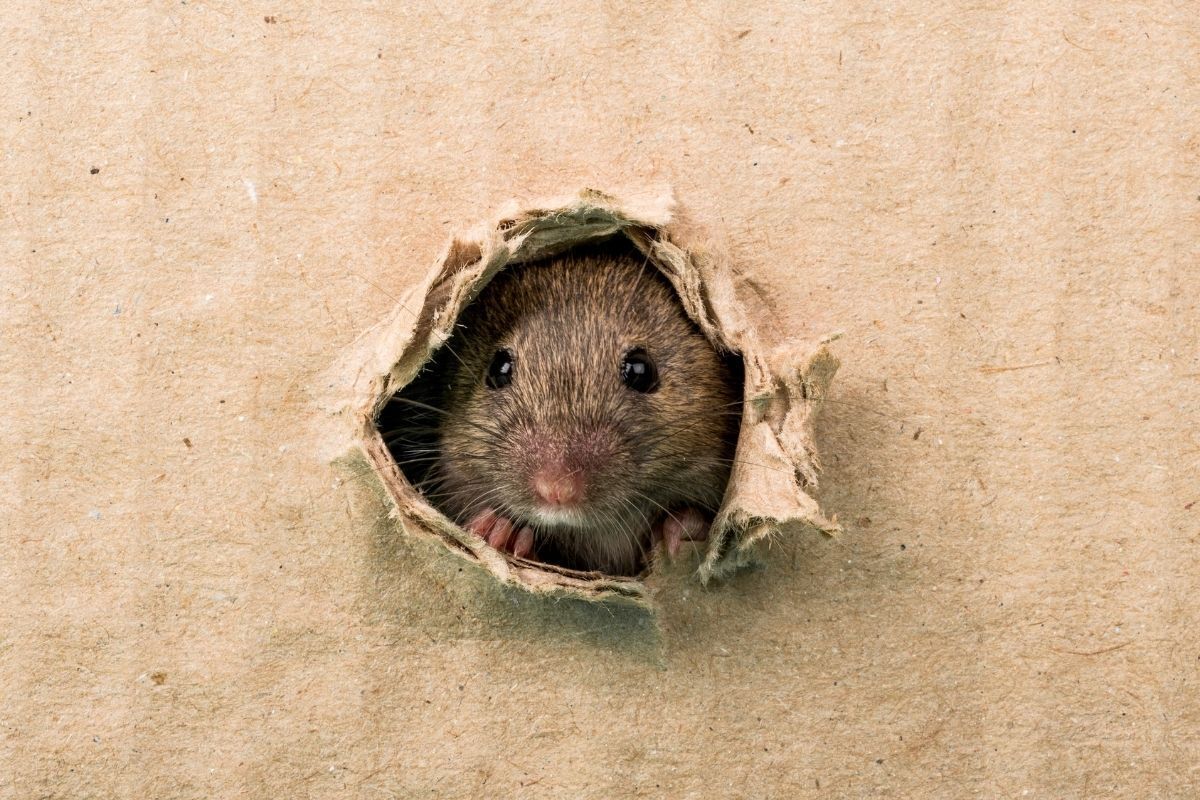 Rato em caixa de papelão.