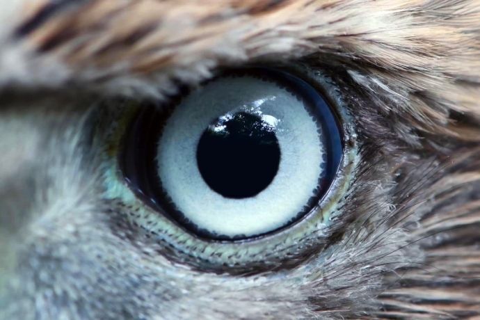 Olhos de águia