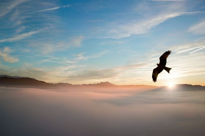 águia voando sobre as nuvens