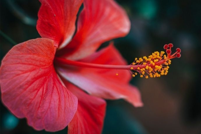 Flor de hibisco vermelha