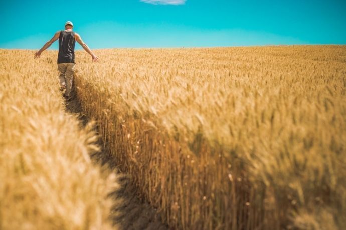 Homem andando em plantação de trigo