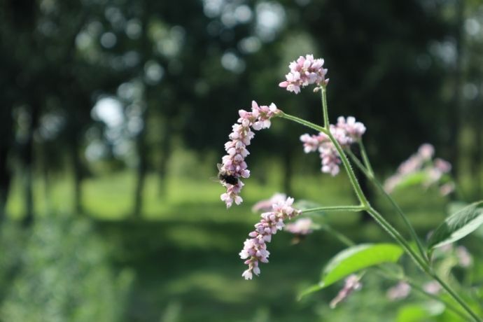 Flores de Erva-de-Bicho 