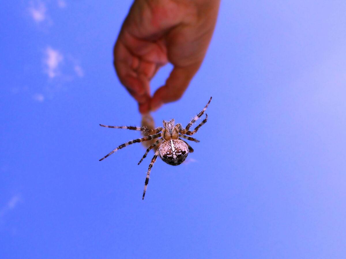 Aranha picando uma mão 