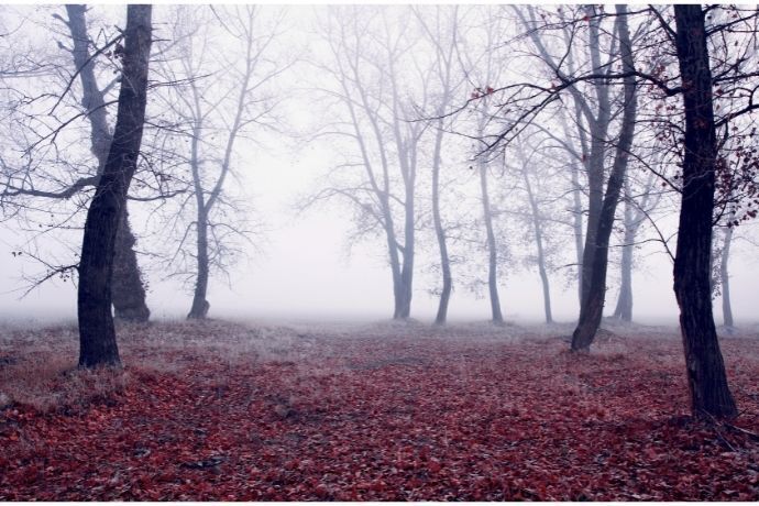 Floresta com neblina, árvores secas e flores vermelhas no chão
