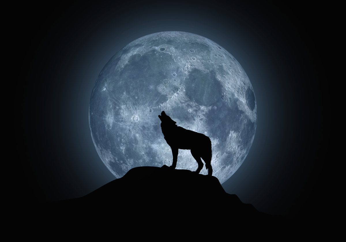Sombra de lobo uivando em frente à enorme Lua Cheia, representando a transformação do lobisomem. 