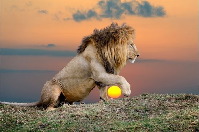 Imagem de leão em frente ao pôr do sol