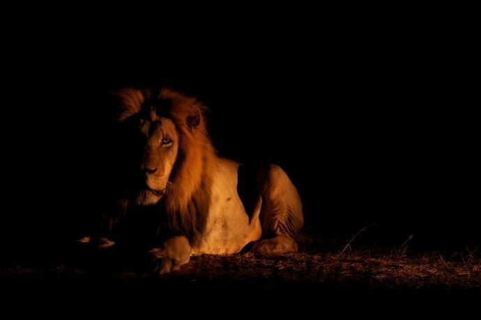 Leão deitado em ambiente escuro