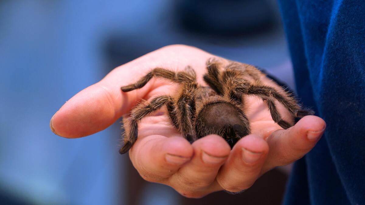 Homem com aranha na mão