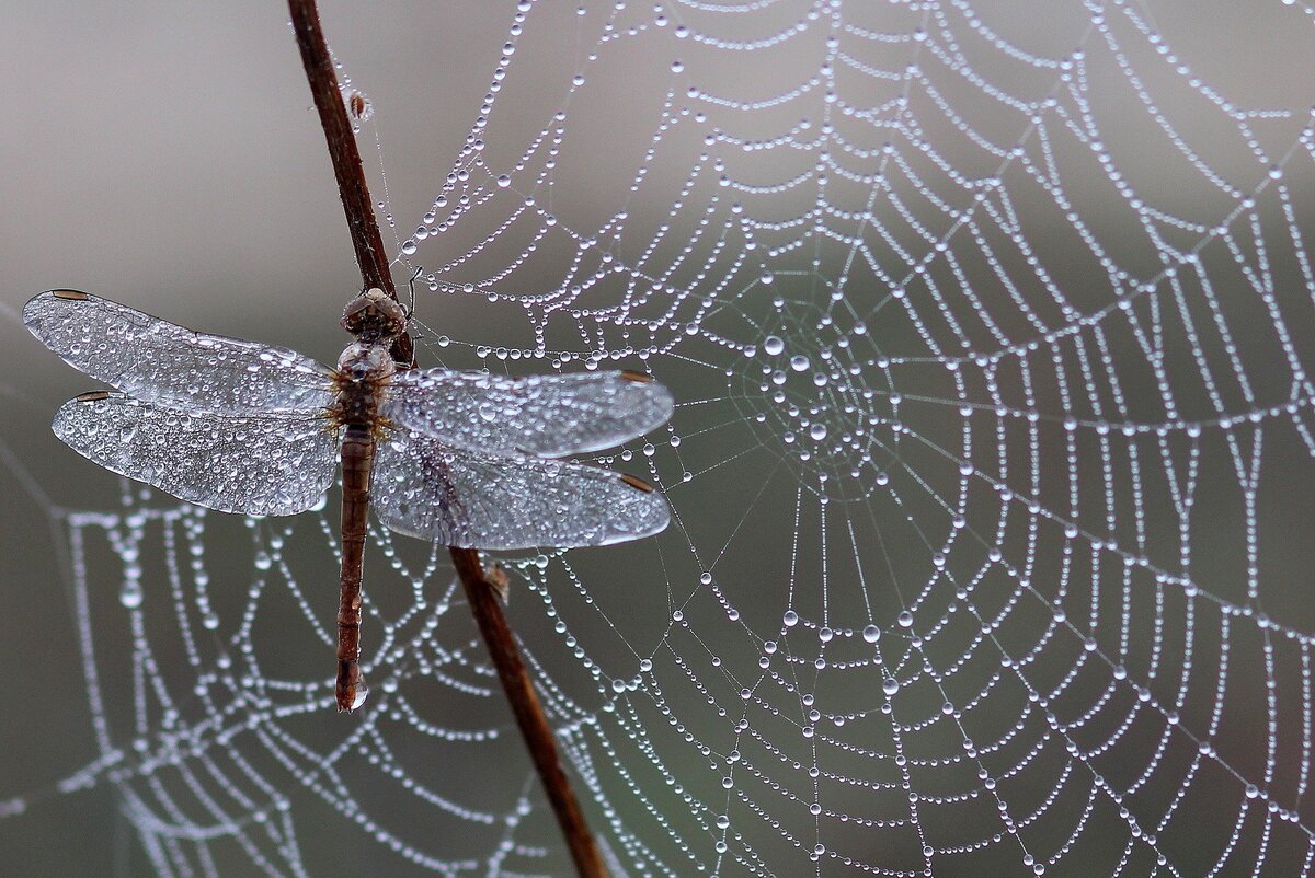 Libélula com asas transparentes com gotículas de chuva e teia de aranha ao fundo