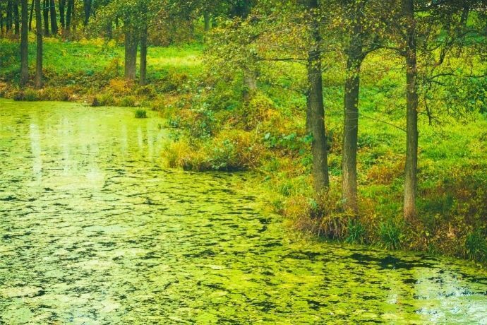 Pântano verde com árvores nas margens