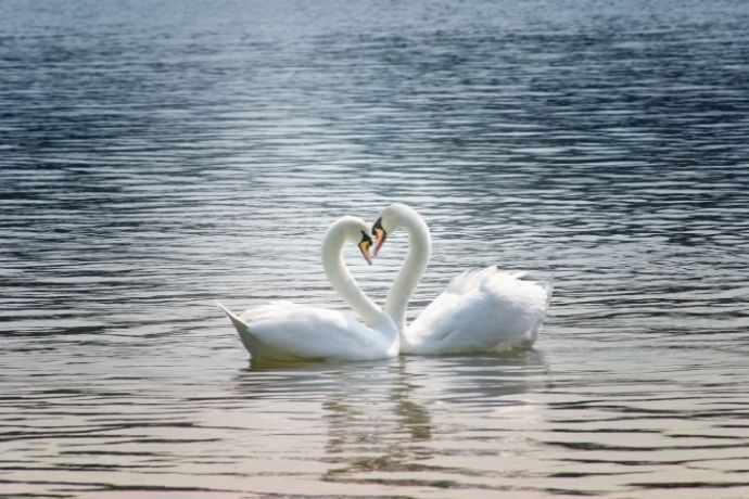 Dois cisnes em lago formando coração com os pescoços