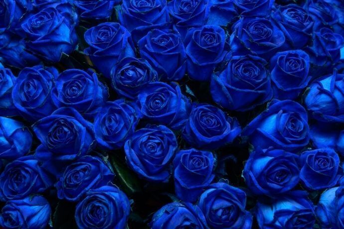 Várias rosas azul escuro
