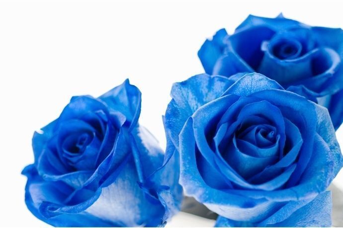 Três rosas azuis 