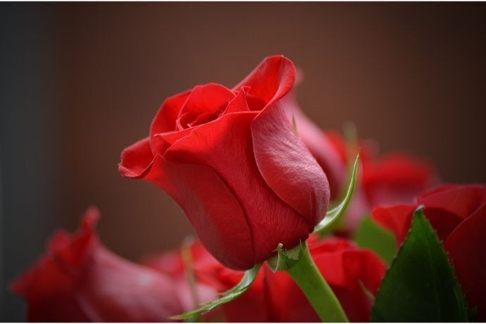 Rosa vermelha com outras rosas vermelhas ao fundo