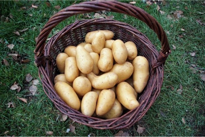 Batatas em cesto na grama