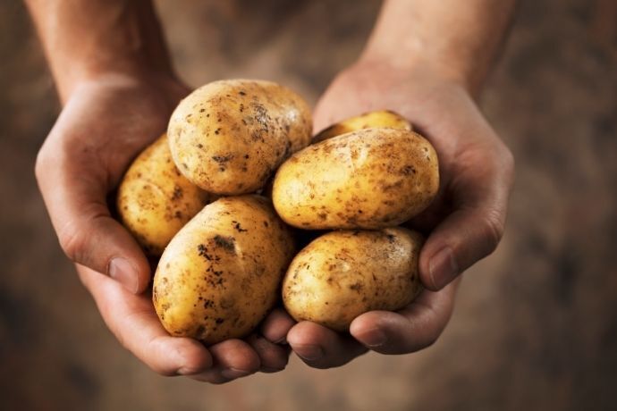 Pessoa segurando batatas sujas de terra