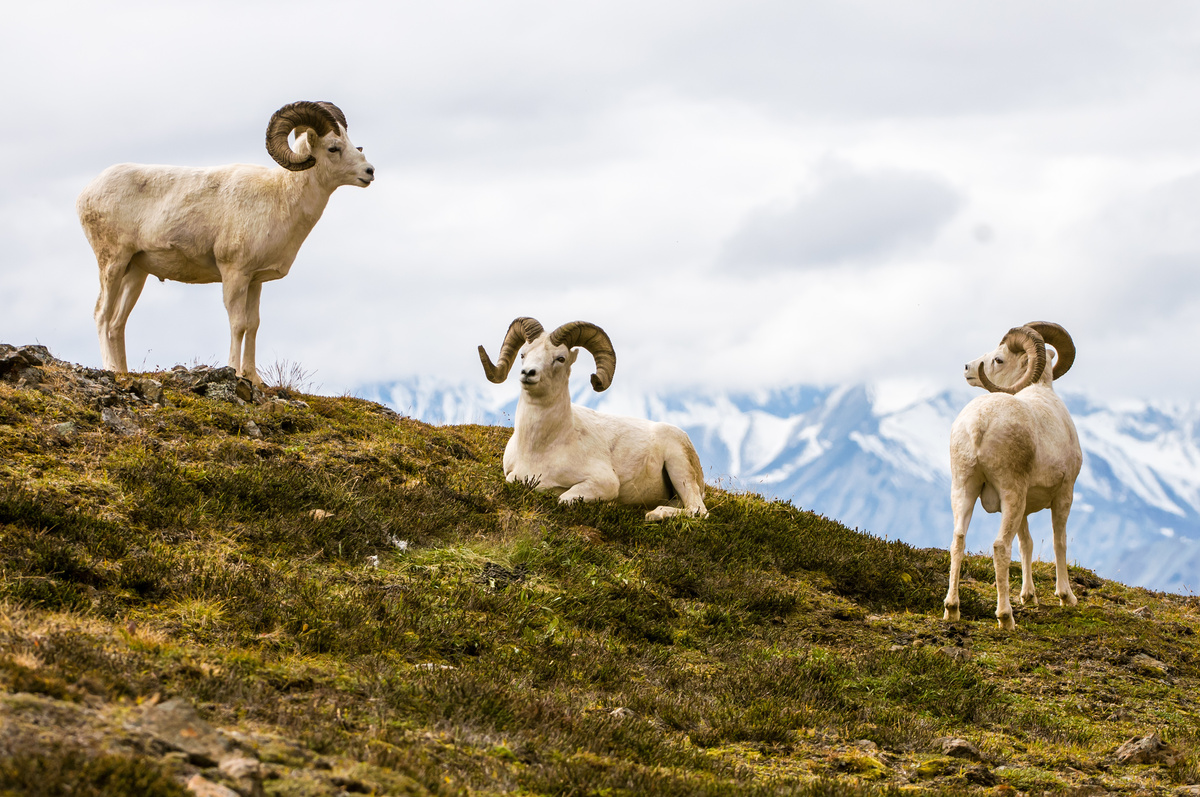 Três carneiros em montanha simbolizando o signo de Áries