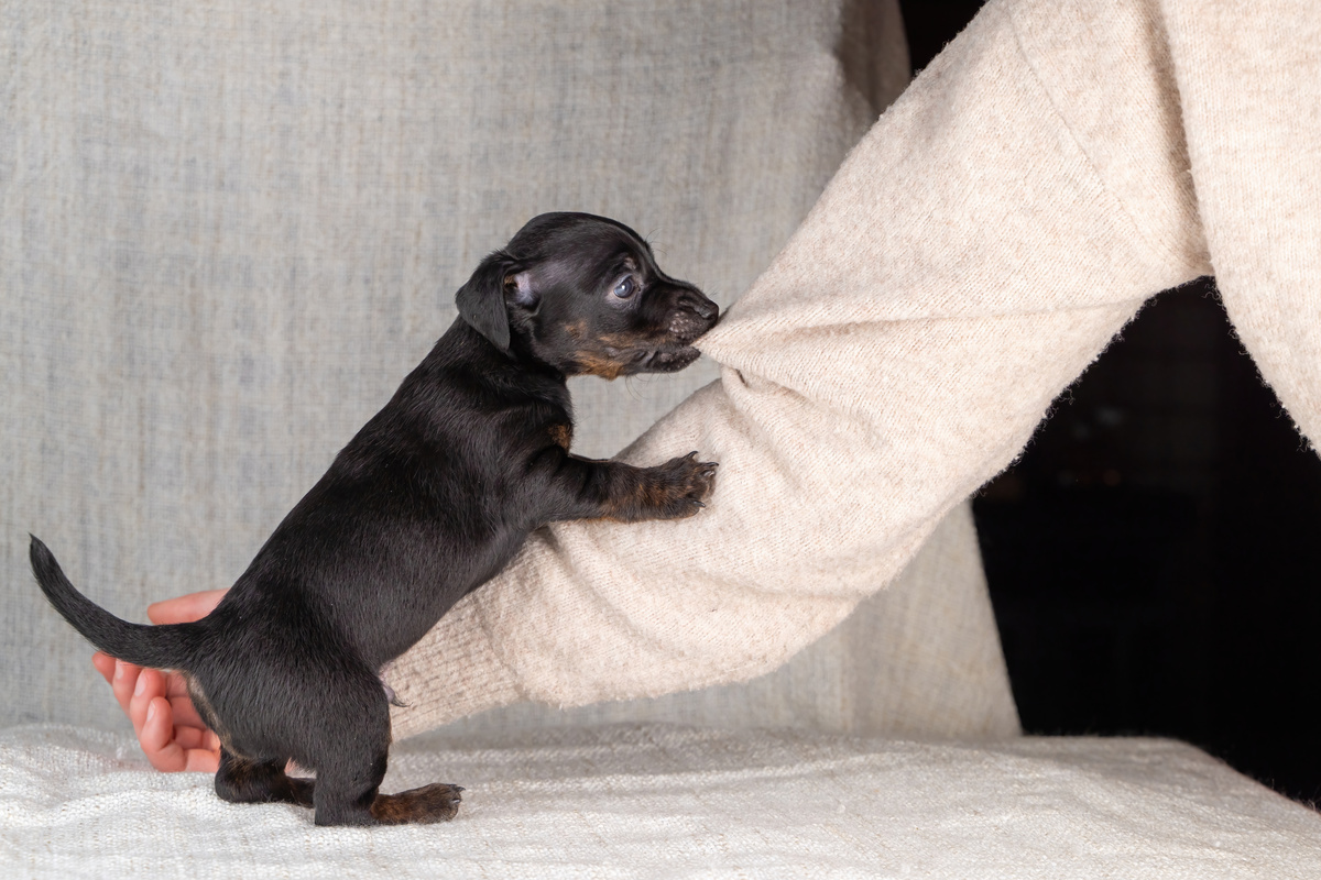 Cachorro pequeno e preto mordendo braço.