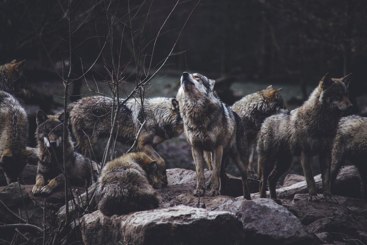 Alcateia de lobos. 