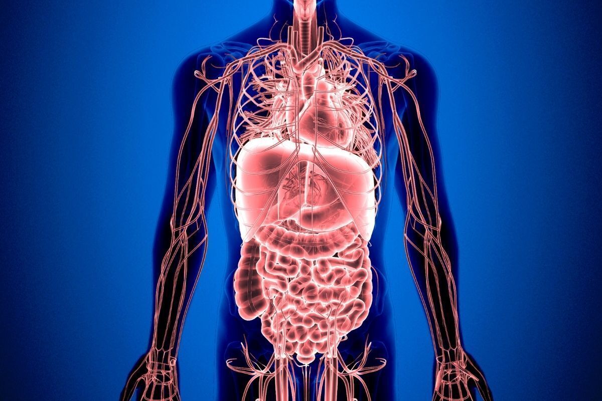 Órgãos do corpo humano.