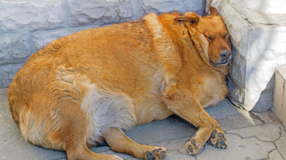 Cachorro gordo deitado.