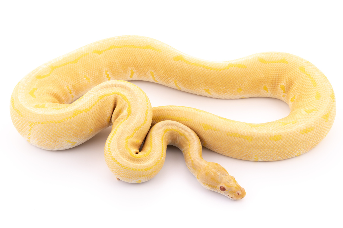 Cobra amarela.