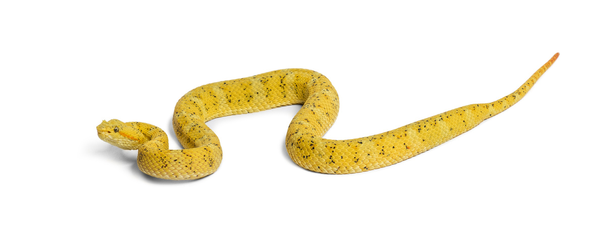 Cobra amarela no fundo branco.