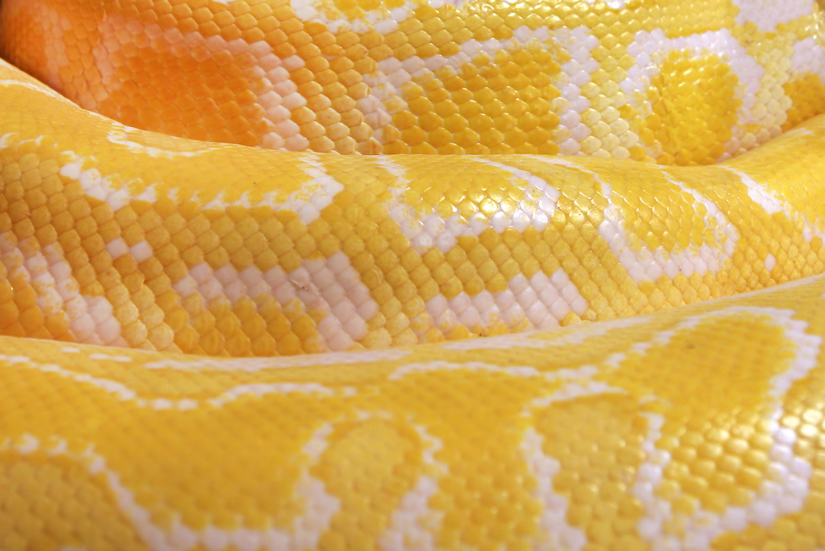 Partes de uma cobra amarela.