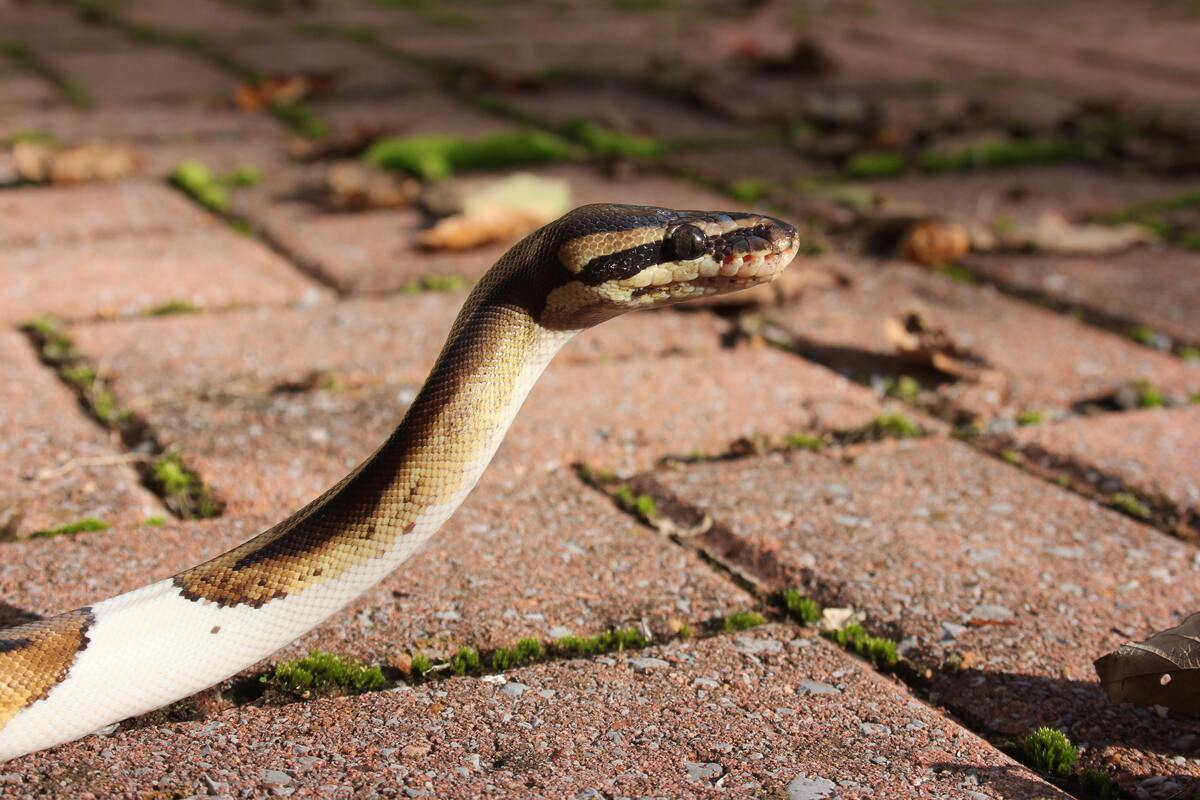 Cobra rastejando na calçada
