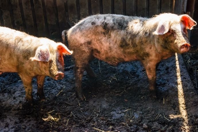 Dois porcos sujos de lama em chiqueiro