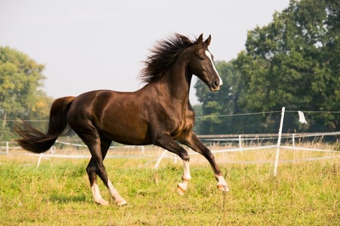 Cavalo preto correndo em gramado