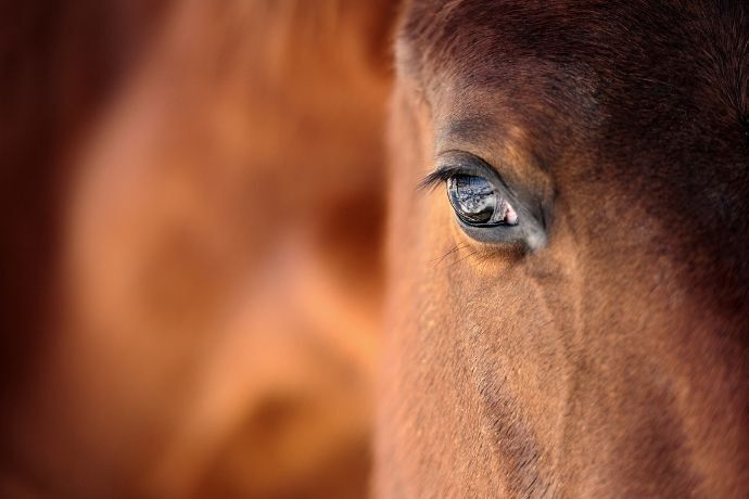 Olhos de cavalo vistos de perto