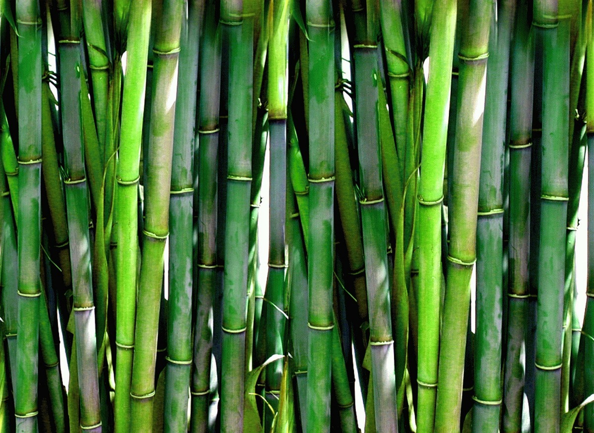 Diversos bambus alinhados.