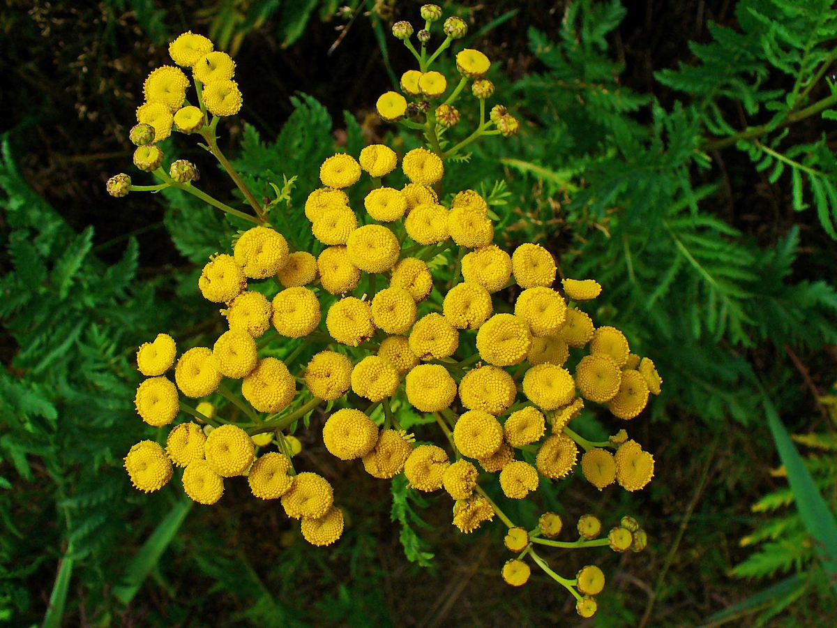 Erva de São Marcos com flores amarelas.