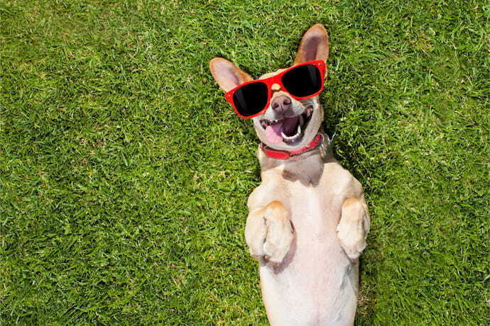 cachorro com óculos de sol