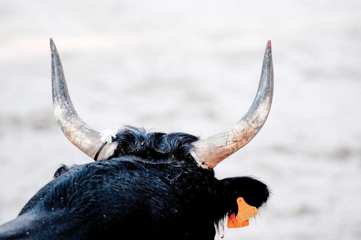 Imagem mostrando chifres pontiagudos de touro preto.