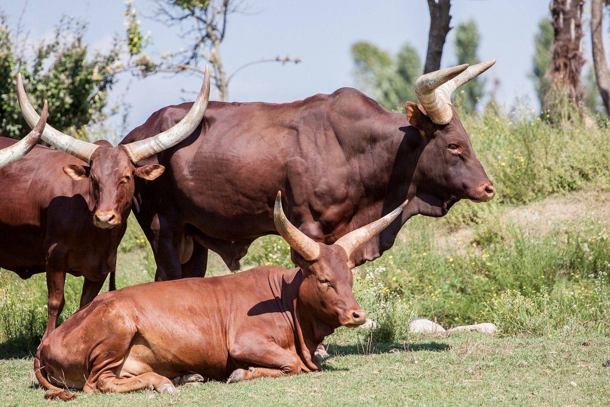 Três touros marrons de chifres longos pastando juntos em campo.